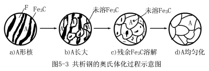 共析鋼的奧氏體化過程示意圖.jpg